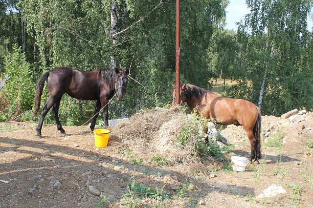 привоз лошадей 2.jpg